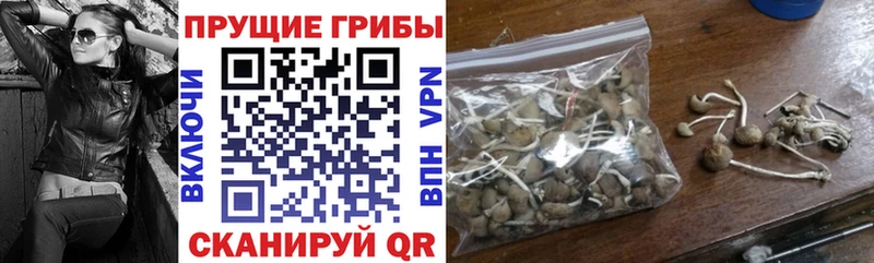 Галлюциногенные грибы Cubensis  blacksprut вход  Новосокольники  как найти  